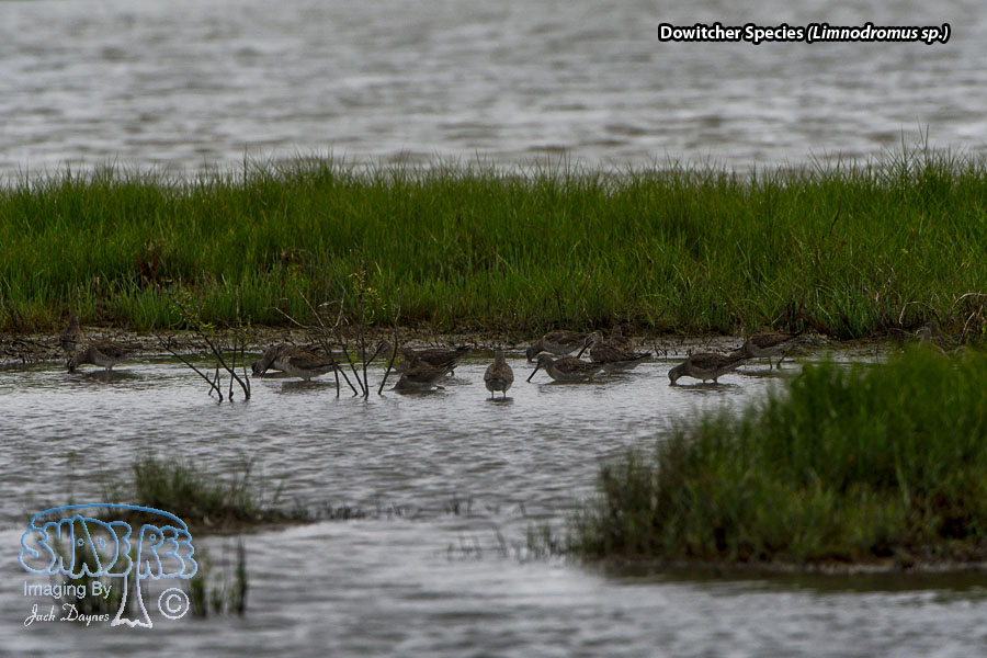 Dowitcher Species - Limnodromus sp.