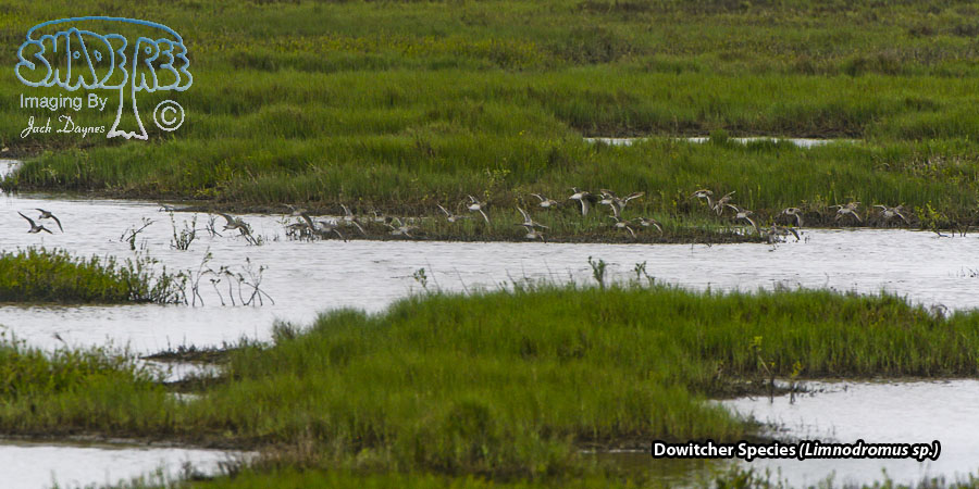 Dowitcher Species - Limnodromus sp.