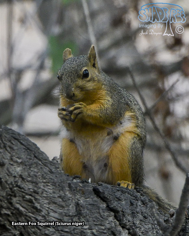 Eastern Fox Squirrel - Sciurus niger