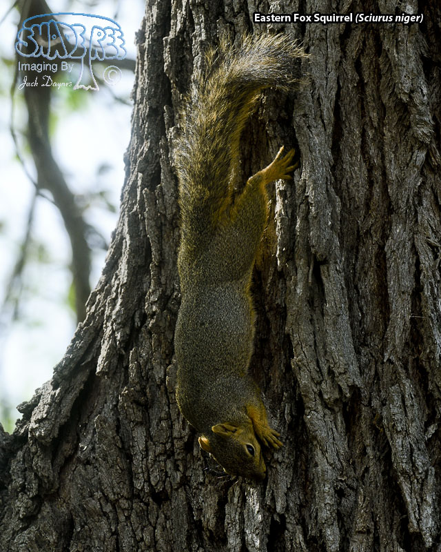 Eastern Fox Squirrel - Sciurus niger