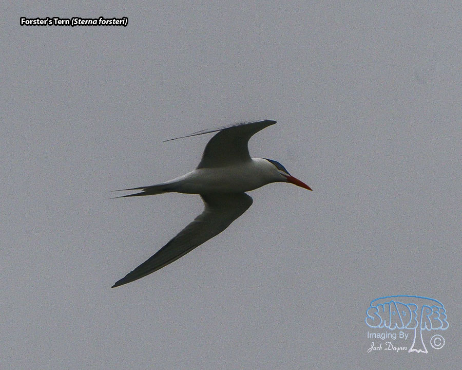 Forster's Tern - Sterna forsteri