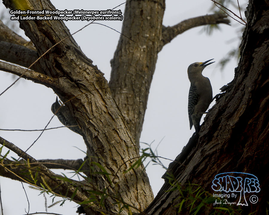 Golden-Fronted and Ladderbacked Woodpeckers - Melanerpes aurifrons