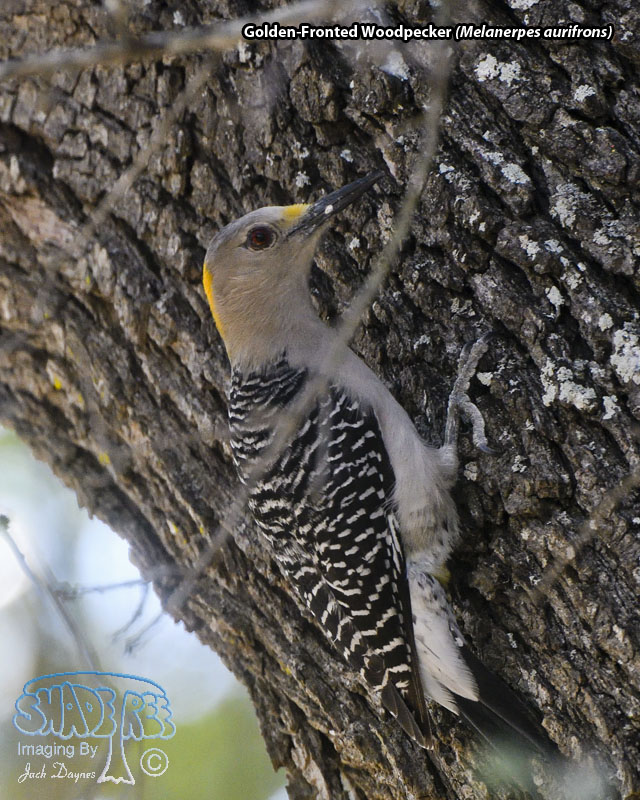 Golden-Fronted Woodpecker - Melanerpes aurifrons