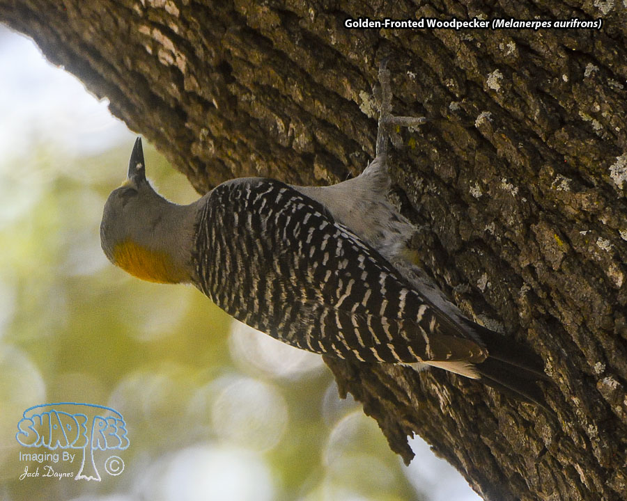 Golden-Fronted Woodpecker - Melanerpes aurifrons