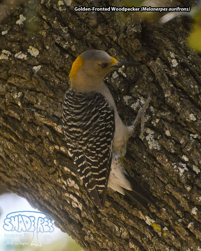 Golden-Fronted Woodpecker - Melanerpes aurifrons