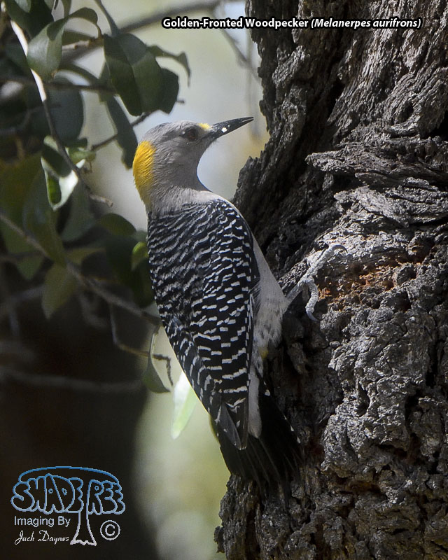 Golden-Fronted Woodpecker - Melanerpes aurifrons