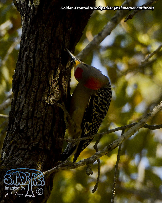 Golden-Fronted Woodpecker - Melanerpes aurifrons