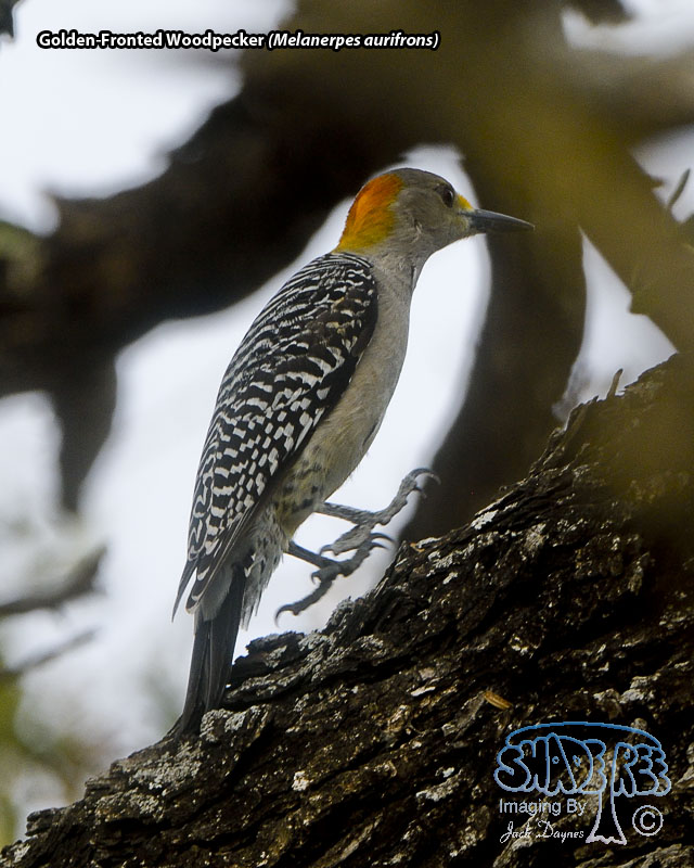 Golden-Fronted Woodpecker - Melanerpes aurifrons