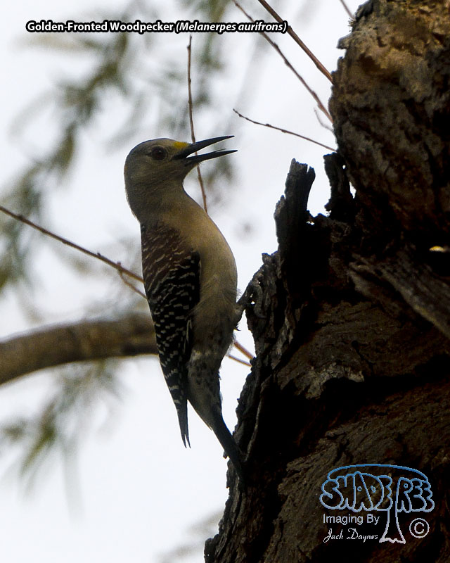 Golden-Fronted Woodpecker - Melanerpes aurifrons
