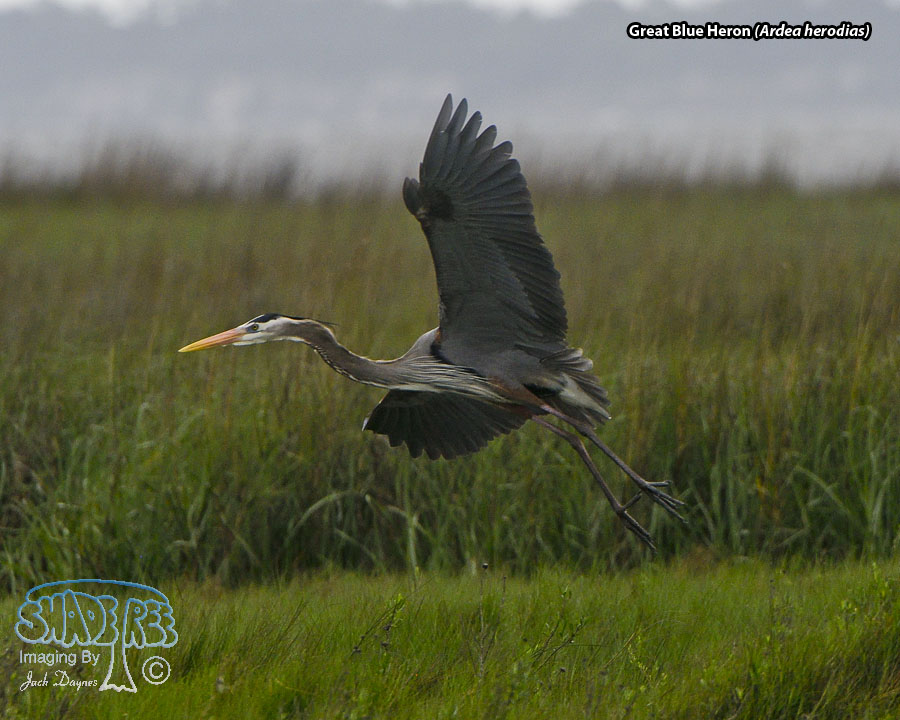 Great Blue Heron - Ardea herodias