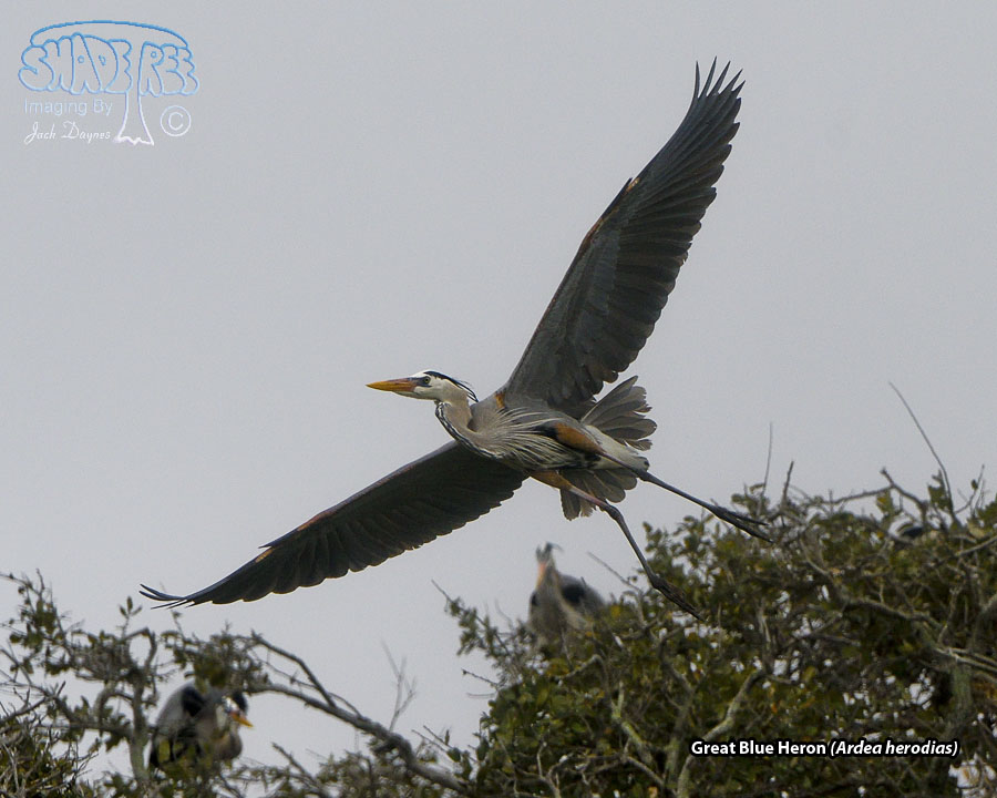 Great Blue Heron - Ardea herodias