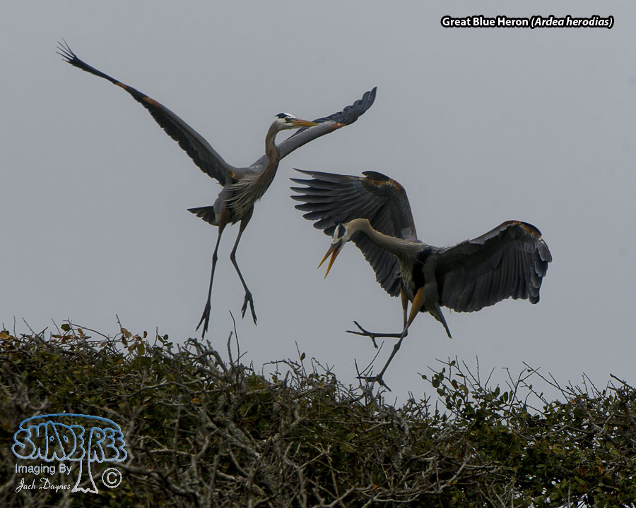 Great Blue Heron - Ardea herodias