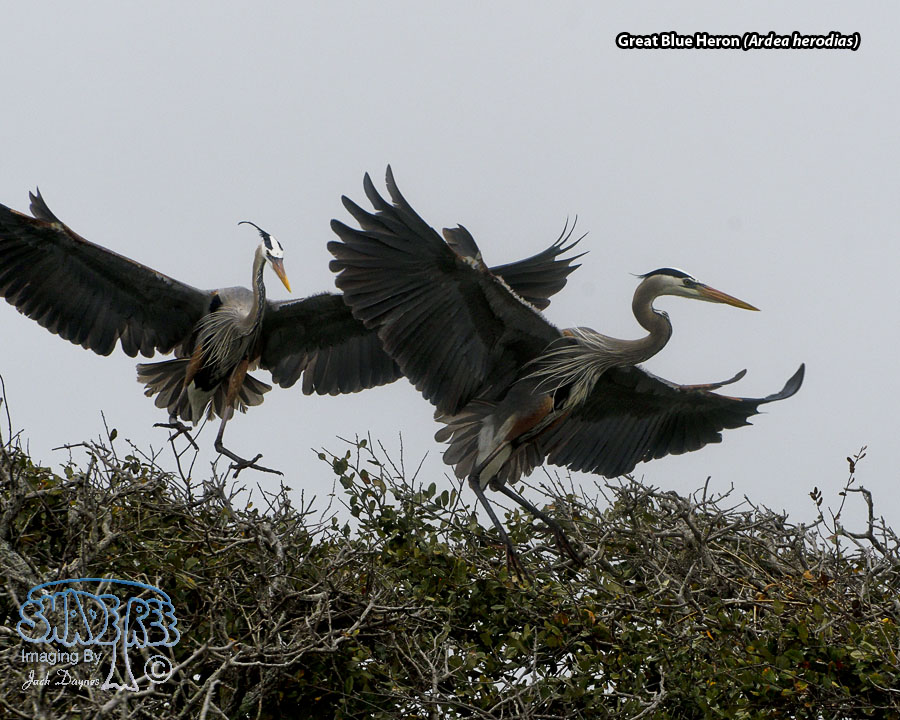 Great Blue Heron - Ardea herodias