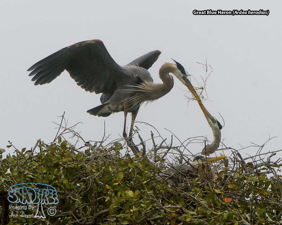 Great Blue Heron - Ardea herodias