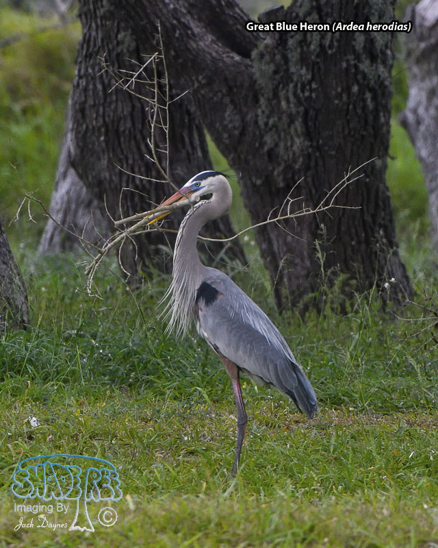 Great Blue Heron - Ardea herodias