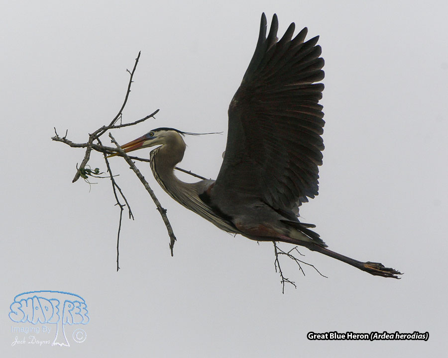 Great Blue Heron - Ardea herodias