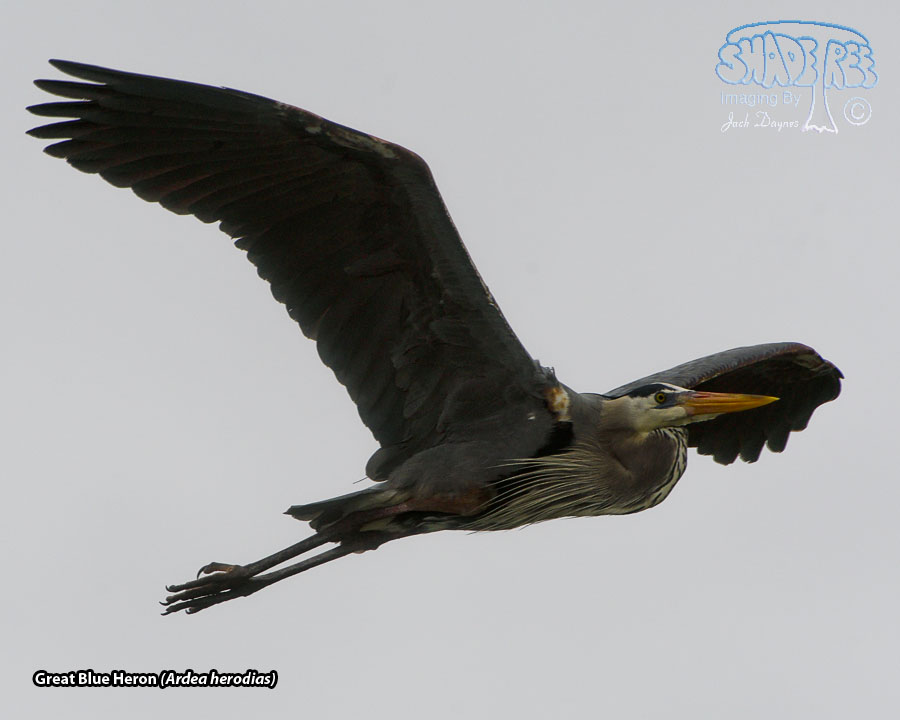 Great Blue Heron - Ardea herodias