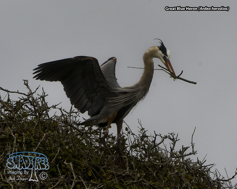 Great Blue Heron - Ardea herodias