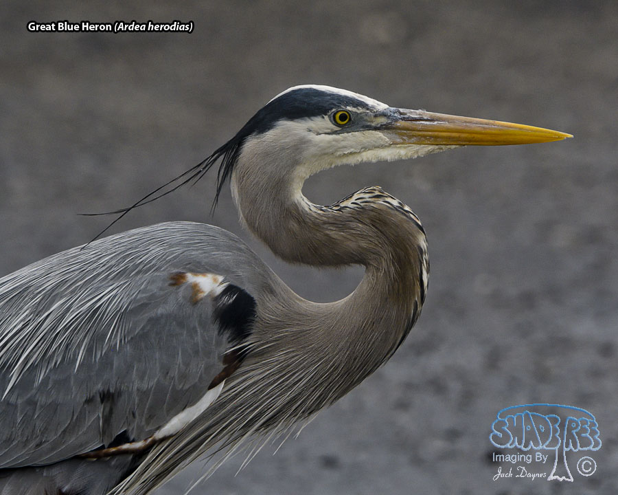 Great Blue Heron - Ardea herodias