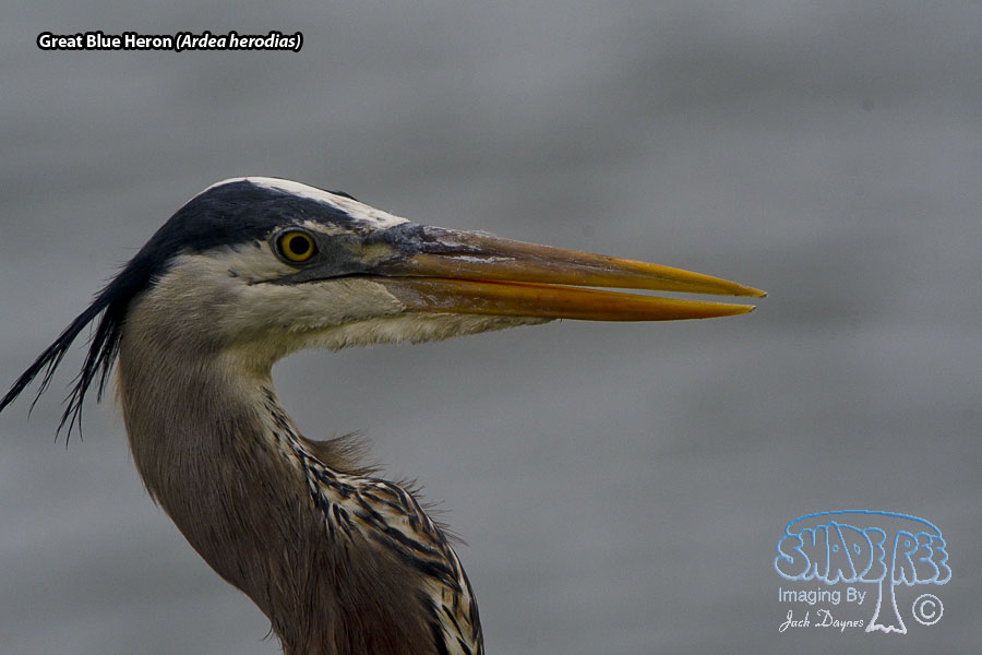 Great Blue Heron - Ardea herodias