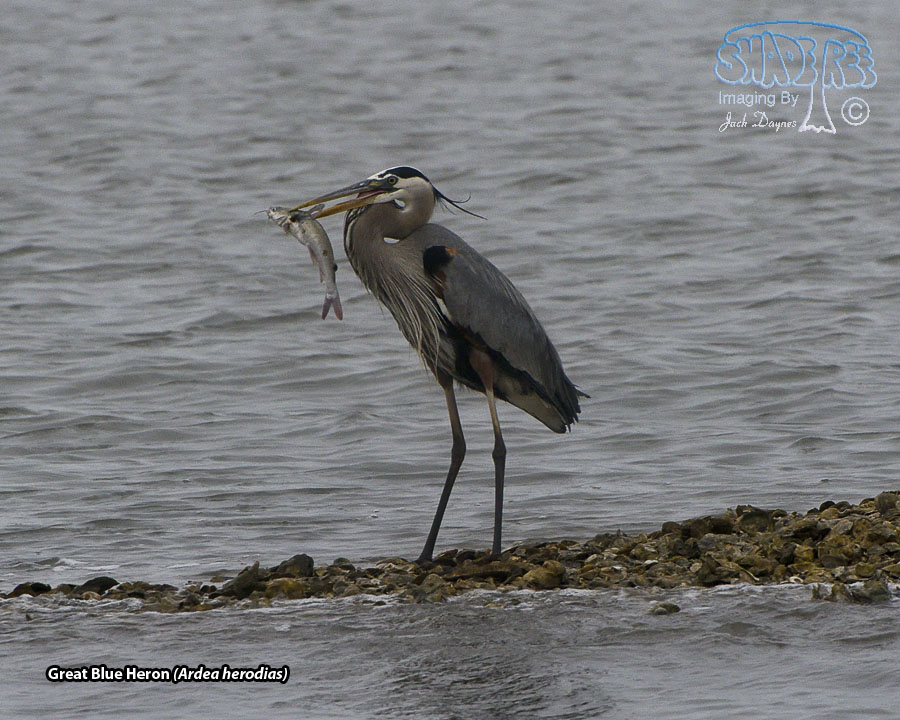 Great Blue Heron - Ardea herodias