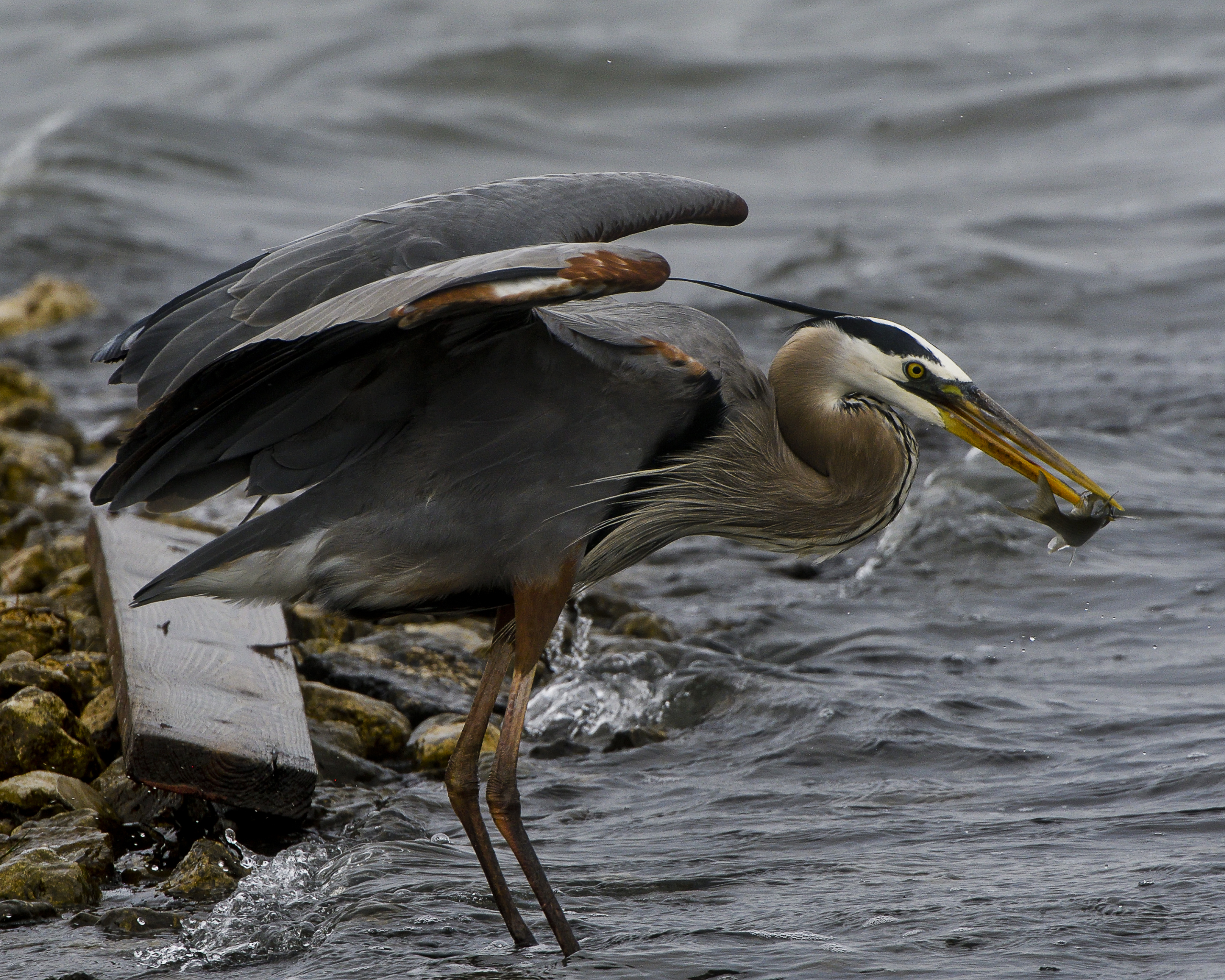 Great Blue Heron - Ardea herodias