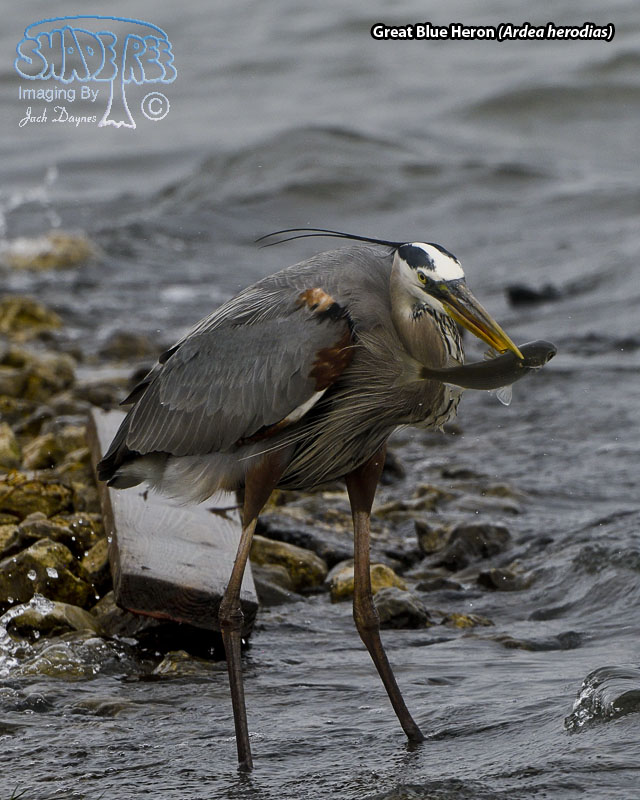 Great Blue Heron - Ardea herodias