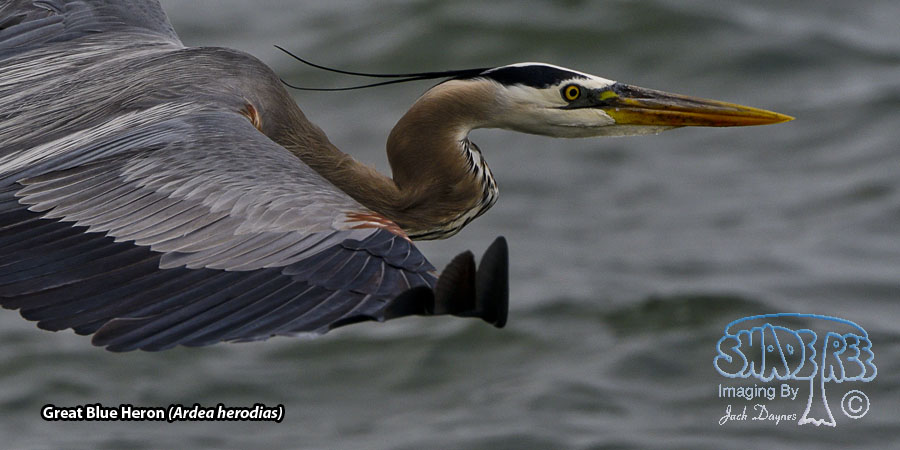 Great Blue Heron - Ardea herodias