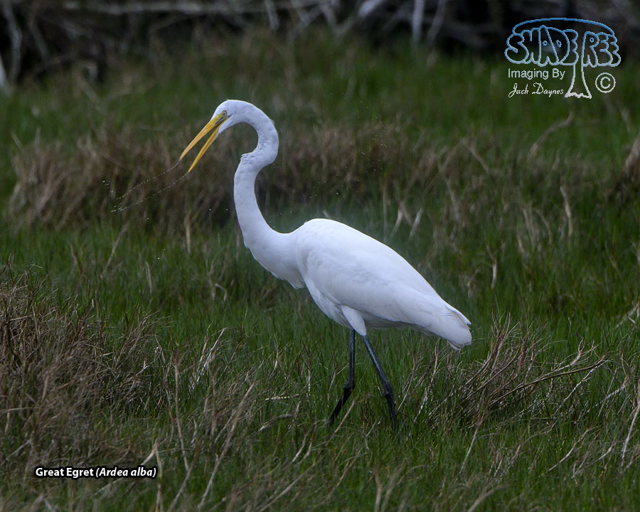 Great Egret - Ardea alba