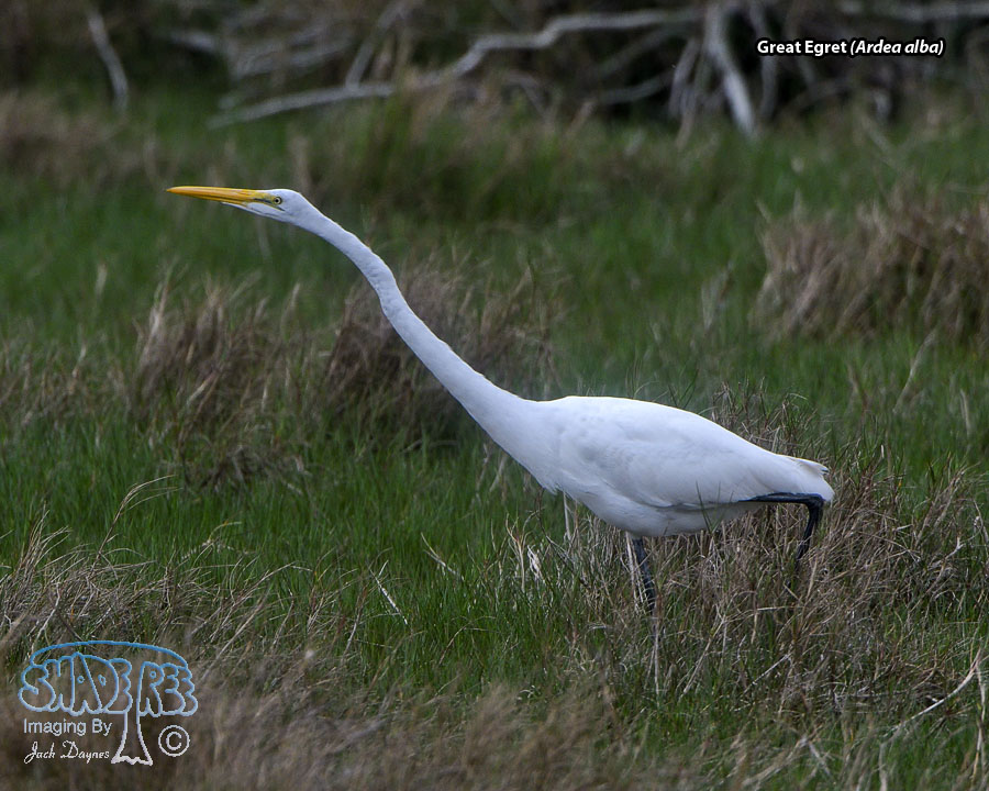 Great Egret - Ardea alba