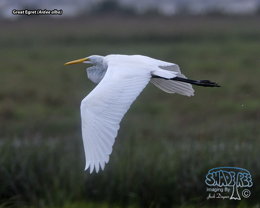 Great Egret - Ardea alba