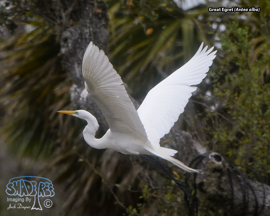 Great Egret - Ardea alba