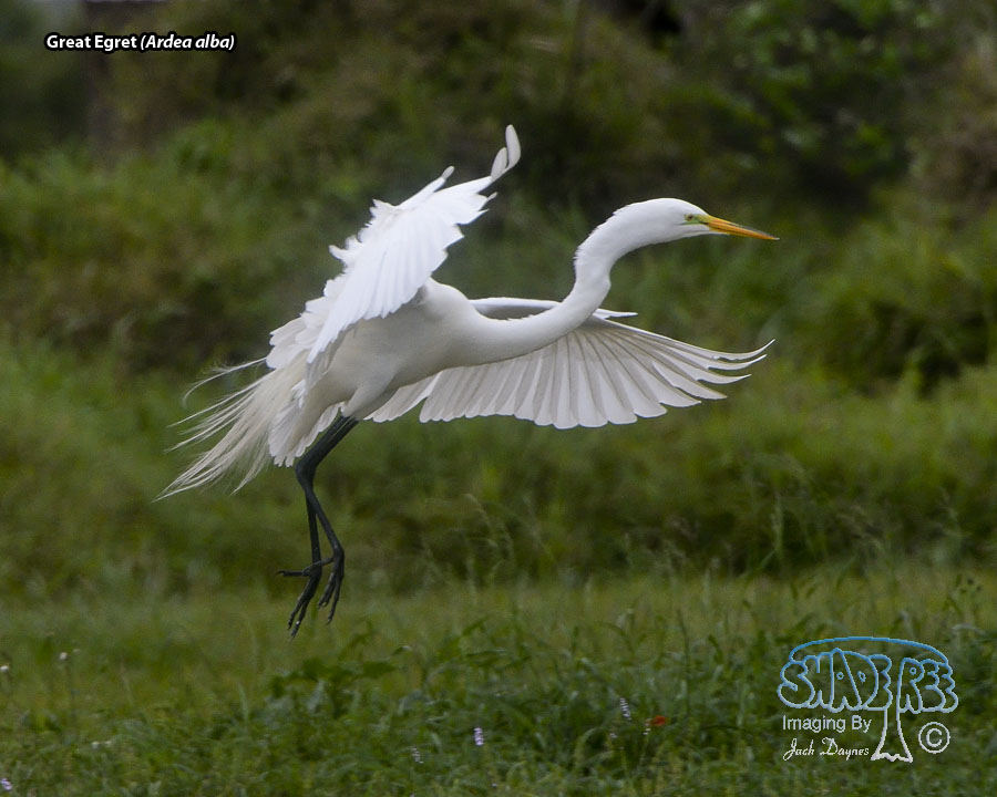 Great Egret - Ardea alba