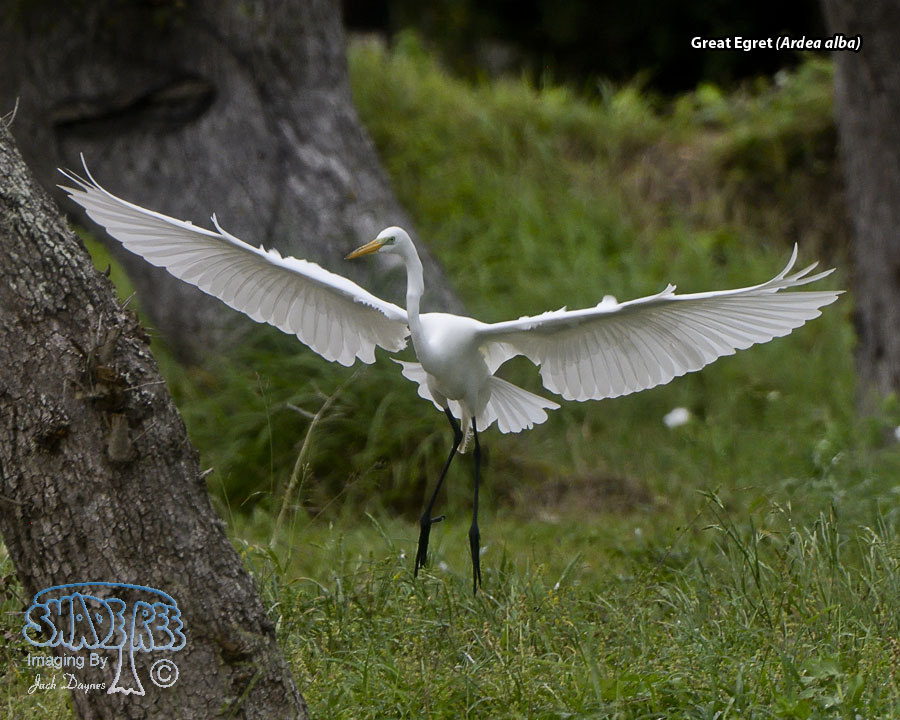 Great Egret - Ardea alba