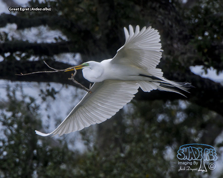 Great Egret - Ardea alba