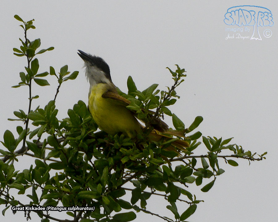 Great Kiskadee - Pitangus sulphuratus