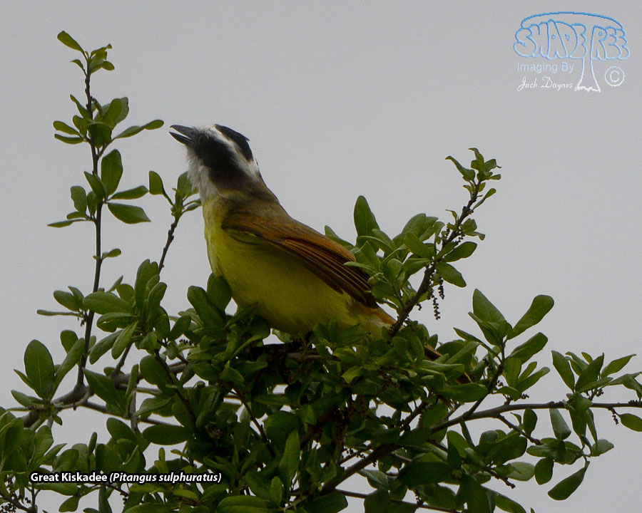 Great Kiskadee - Pitangus sulphuratus
