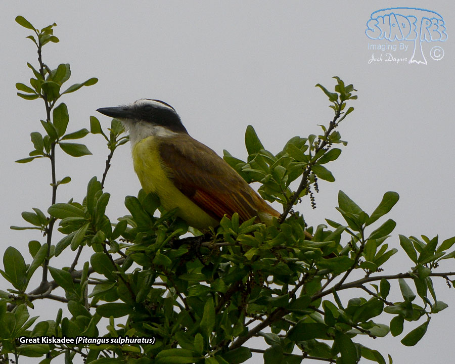 Great Kiskadee - Pitangus sulphuratus