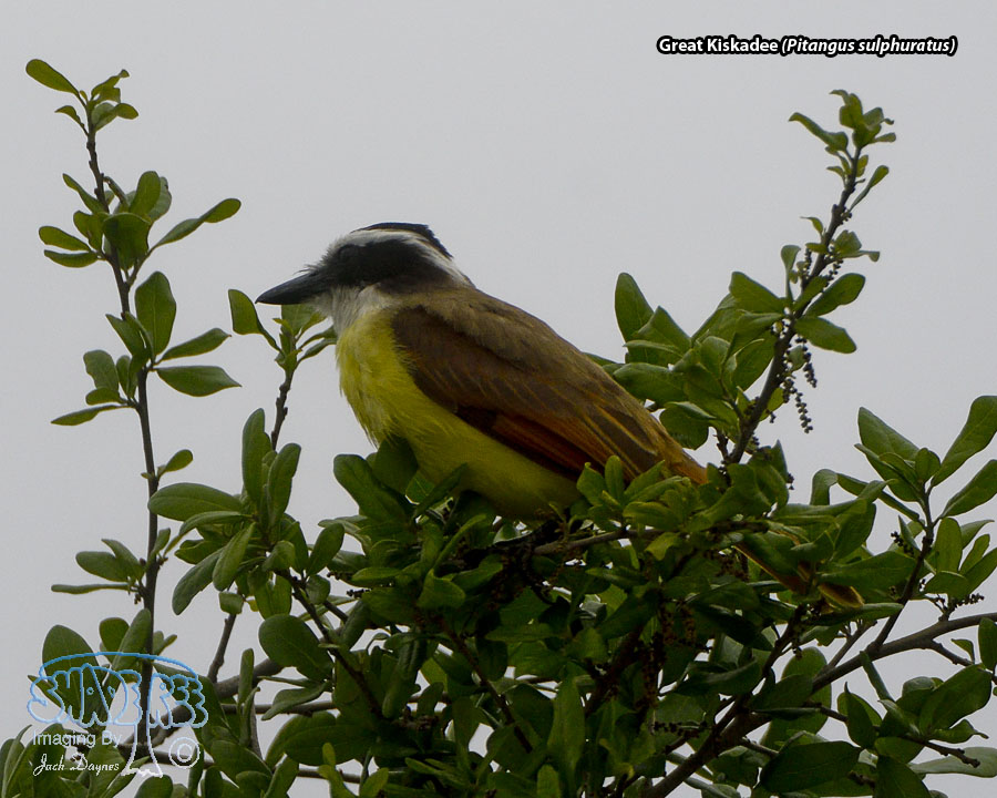 Great Kiskadee - Pitangus sulphuratus