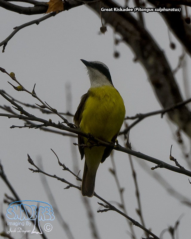 Great Kiskadee - Pitangus sulphuratus