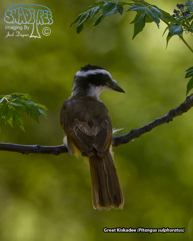 Great Kiskadee - Pitangus sulphuratus