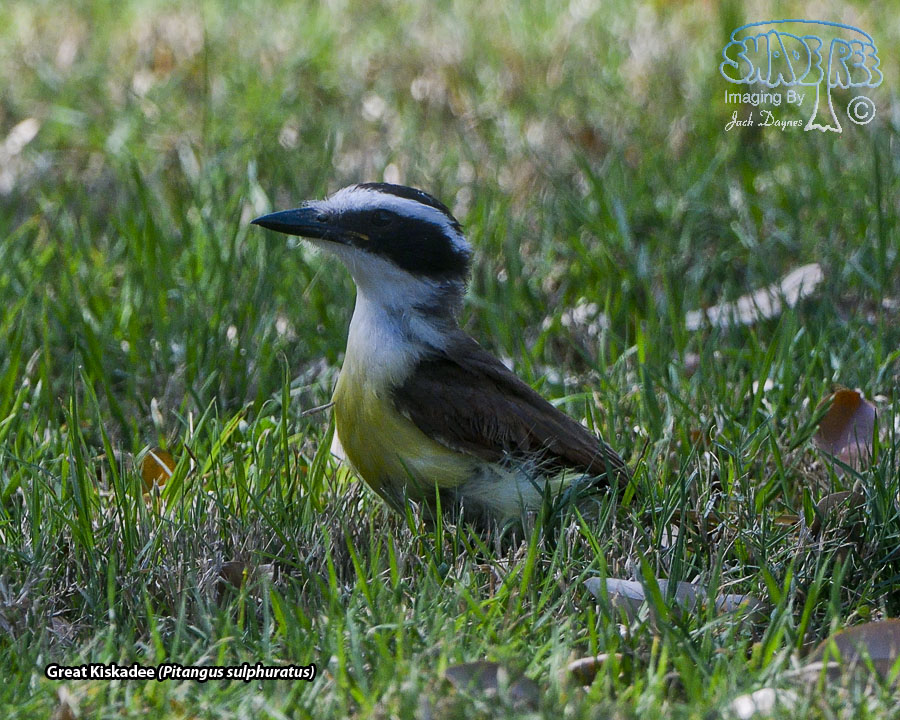 Great Kiskadee - Pitangus sulphuratus