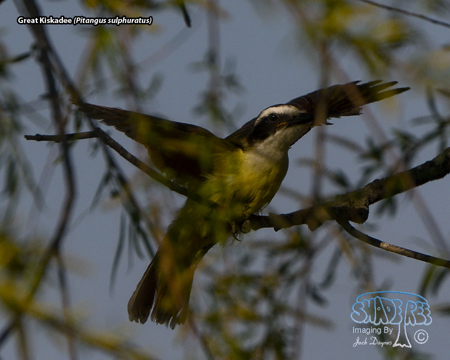 Great Kiskadee - Pitangus sulphuratus
