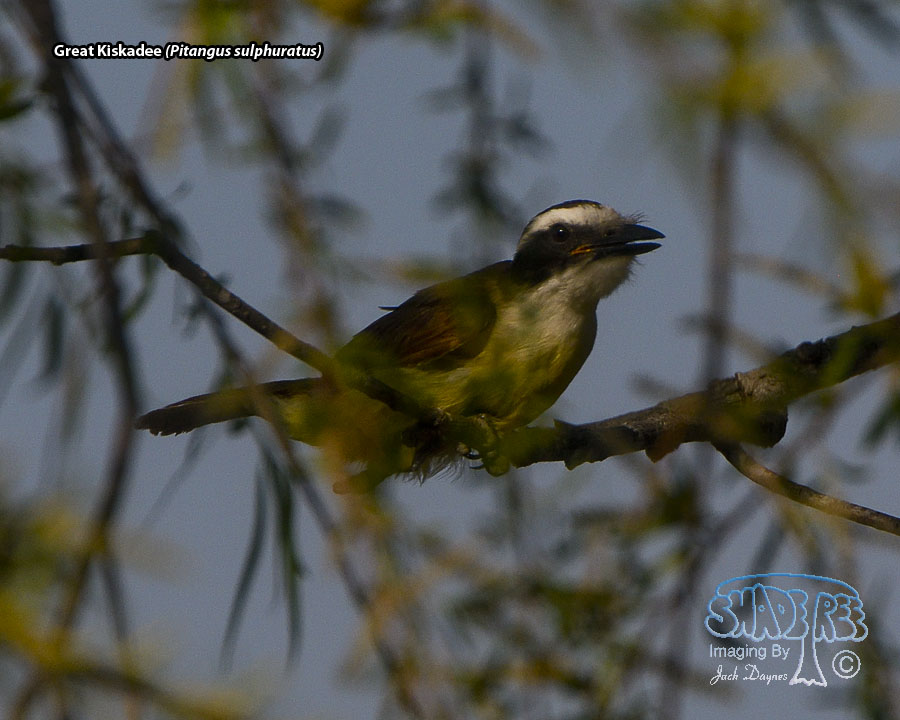 Great Kiskadee - Pitangus sulphuratus