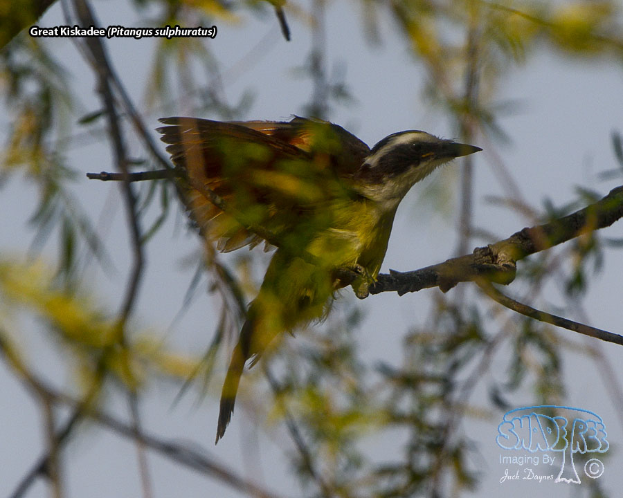 Great Kiskadee - Pitangus sulphuratus