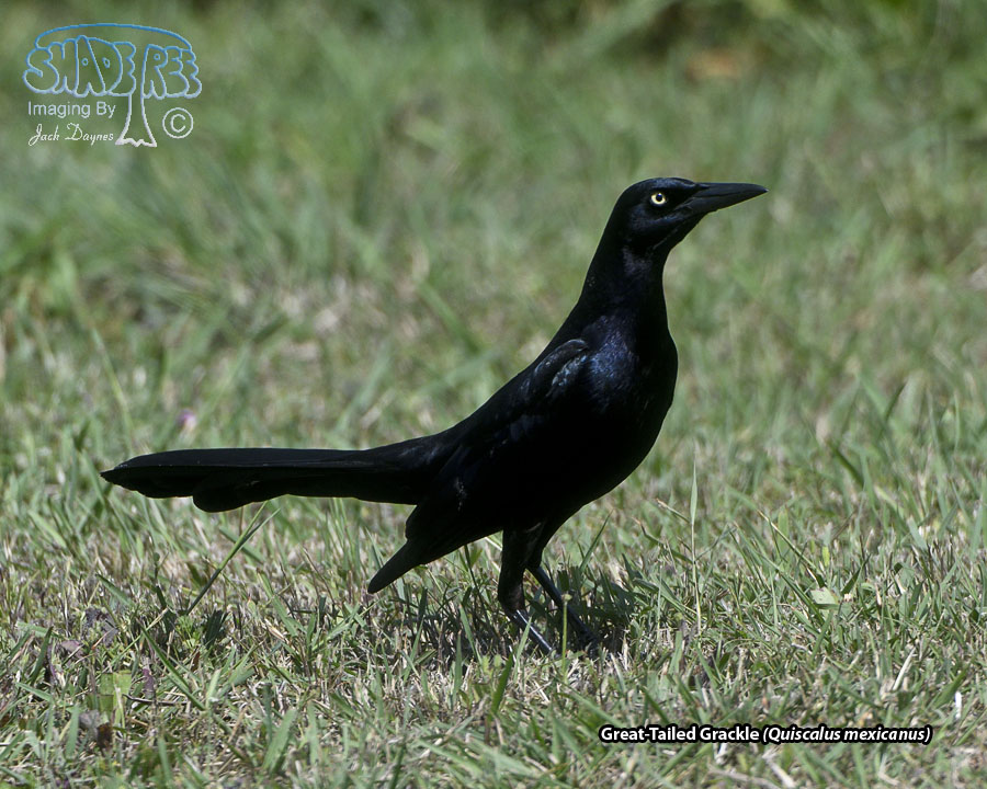 Great-Tailed Grackle - Quiscalus mexicanus