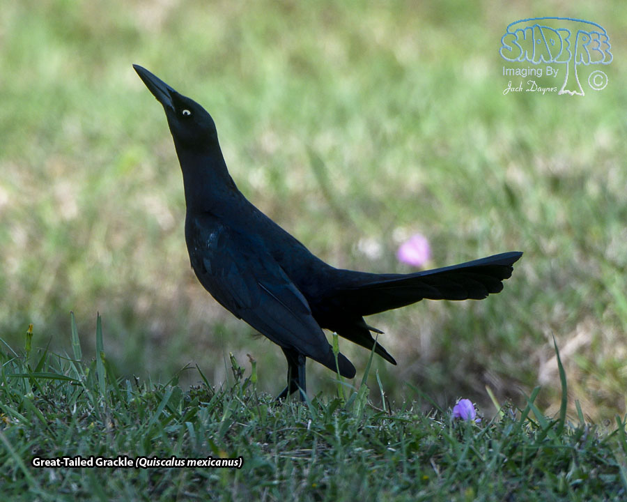 Great-Tailed Grackle - Quiscalus mexicanus