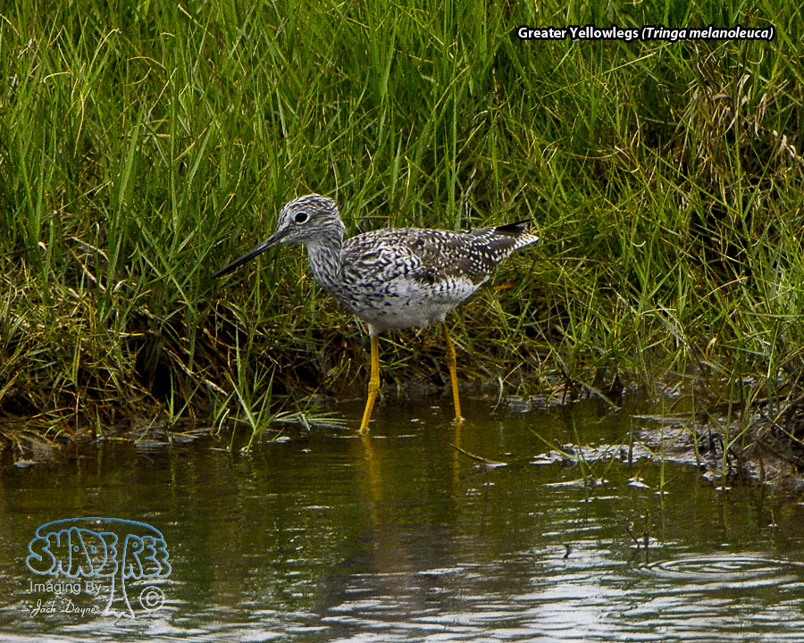 Greater Yellowlegs - Tringa melanoleuca