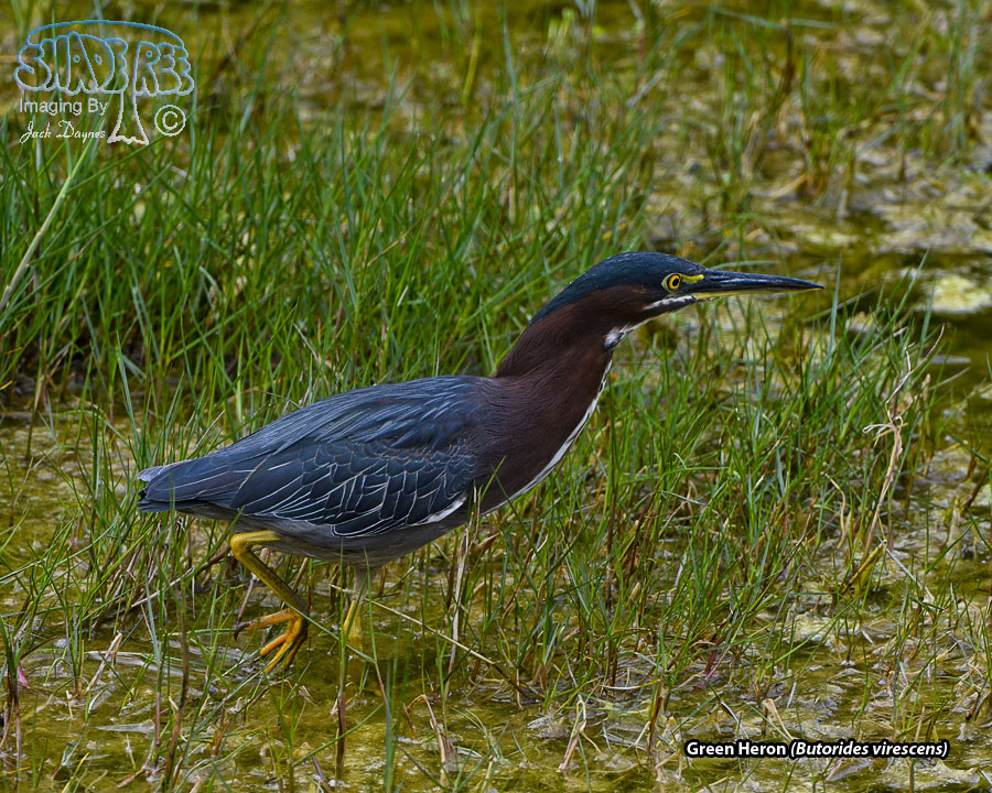 Green Heron - Butorides virescens