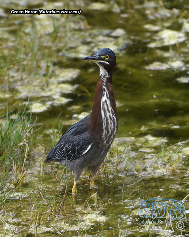 Green Heron - Butorides virescens